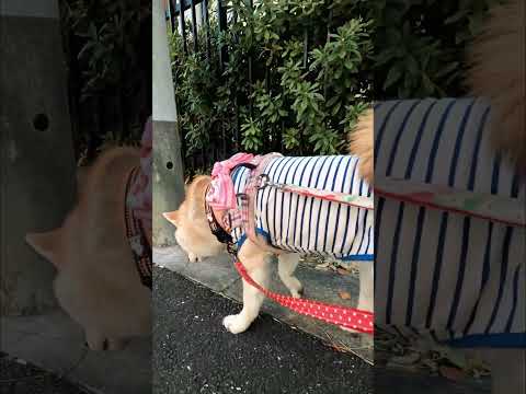 いつもの散歩【介助犬と桃にゃん】 #柴犬介助犬 #介助犬るな #介助犬と桃にゃん #介助犬 #dog #doglover #cutedog #柴犬