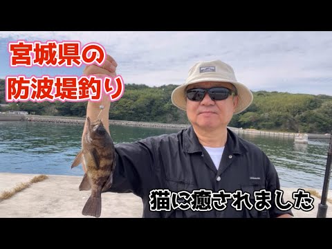 【宮城県の防波堤釣り】ロックフィッシュが釣れ出すのは、あと1カ月くらい先かなー？おかっぱりには中々厳しい時期ですね。 #かわチャンネル #酒のかわしま