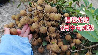 龍眼新品種“蜜香”留汁，汁水蜜甜，濕苞的，8月中旬成熟Longan's new variety "Nectar" retains its juice, which is honey-sweet