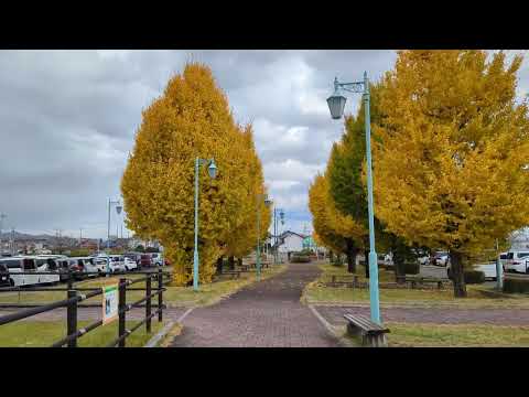 【Ginkgo biloba　モレラ岐阜　イチョウ並木】　岐阜県本巣市　2024年11月29日（金）　　Gifu-Japan