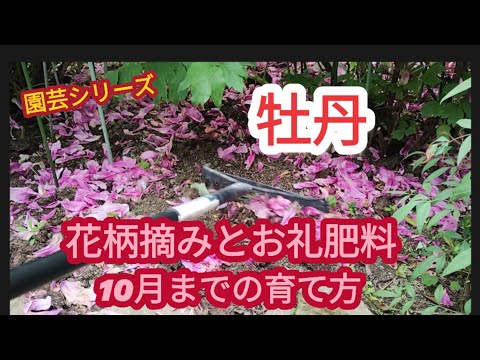 【牡丹】花柄摘みから10月までの育て方【園芸シリーズ】