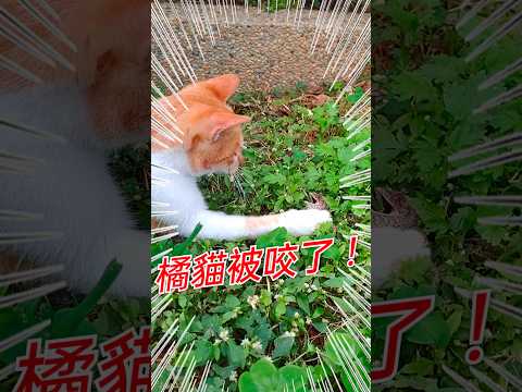 小橘貓被蜥蜴咬了(小橘貓沒受傷)