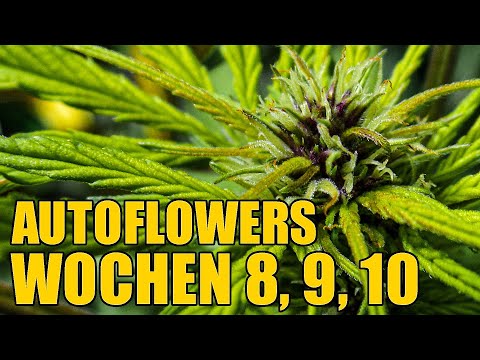 Cannabis bei schlechtem Wetter | Woche 8-10