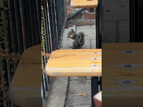 Squirrels like French fries? I guess so. Little guy was hungry #shorts #squirrel #animals #food