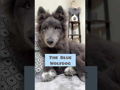 THE BLUE WOLFDOG