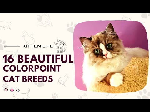 16 Beautiful Colorpoint Cat Breeds