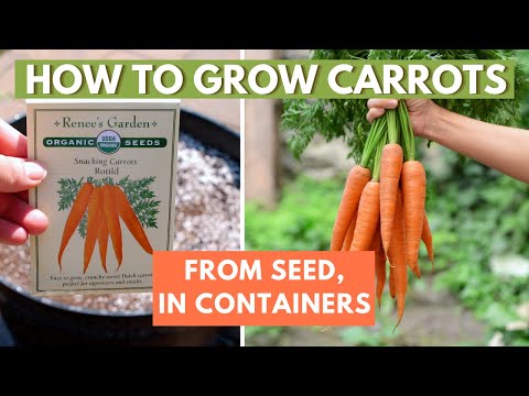 How to Grow Carrots from Seed in Containers