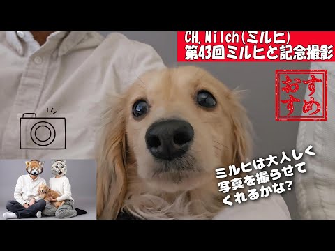 第43回ミルヒと記念撮影 #カニンヘンダックス  #ダックスフンド  #子犬　#ミニチュアダックス  #犬のいる暮らし #ペット動画　#cutedog #dog #dachshund #ペット写真