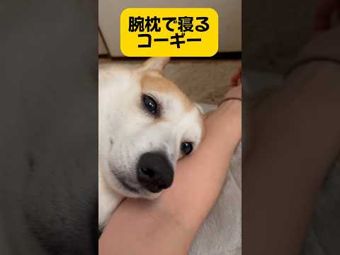 クーラーが効いてる部屋じゃないと、暑くてひっつけないなぁ😂でも、可愛い😍親バカww#犬動画 #ぱんちゃん #コーギー #わんこ#犬#わんこ動画 #コーギー大好き #わんこがいる生活 #いぬのきもち