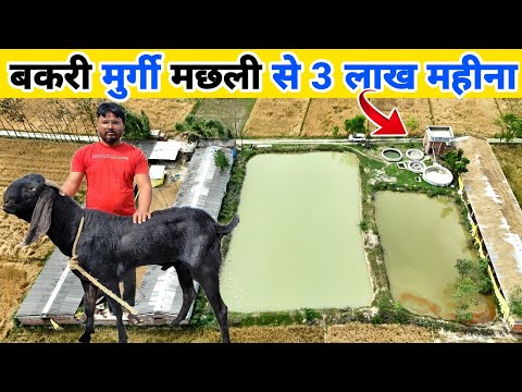 1 एकड़ से 3 लाख शुद्ध मुनाफा कैसे ? Integrated Goat Chicken and Fish farming