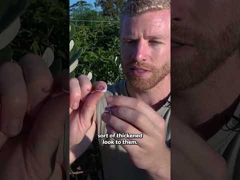 You’ll Never Look at Feijoa Trees the Same Way Again! 🌺