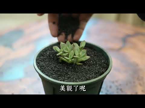 多肉植物的鋪面石有什麽作用？