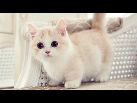 CUTE AND FUNNY MUNCHKIN CATS COMPILATION