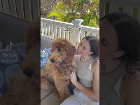 Finding your soul dog in your twenties 🥹🥹🥹🥹 #dog #doggie #doglover #doglife #dogshorts #dogvideo