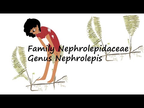 Fern Family Nephrolepidaceae; Genus Nephrolepis