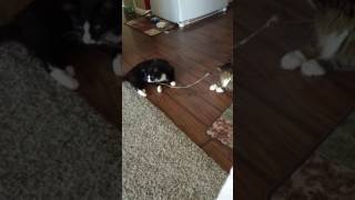 Kittygram -- Stick Bonding