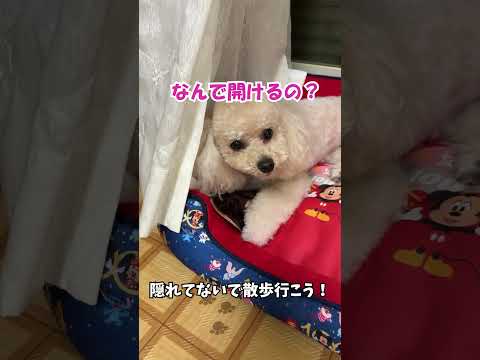 散歩を拒否して隠れる犬！【トイプードルのララ】#shorts