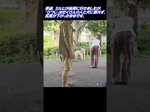 第43回赤井ご夫妻と保護犬「ひつじ」に遭遇　#嗚呼みんなの動物園 #赤井英和 #保護犬 #預かりボランティア #ダックスフンド #犬 #ドックラン