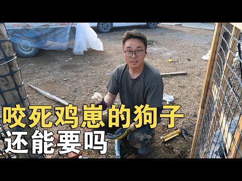 狗子偷溜进鸡笼咬死鸡崽，辛苦养这么大被它祸害了，这狗还能要吗【913的乡野生活】