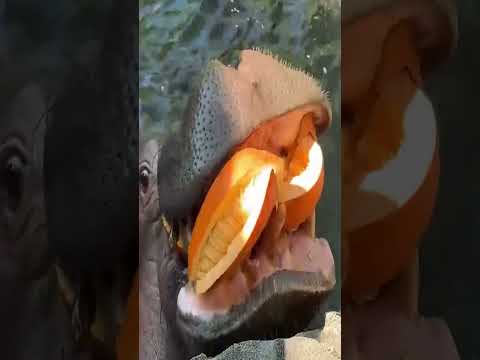 Hippo Crushes Halloween Pumpkin