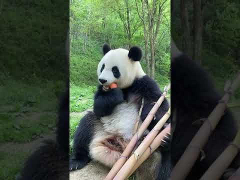 パンダがキャロットを食べる🐼🥕
Panda eating carrot