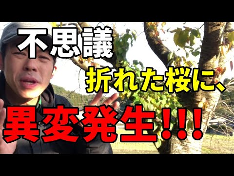 【異変】庭の折れた桜に不思議な現象に感動しました!!!