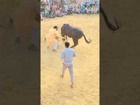 Horse dancing without man#trendingshorts #beautifulview #viralshort