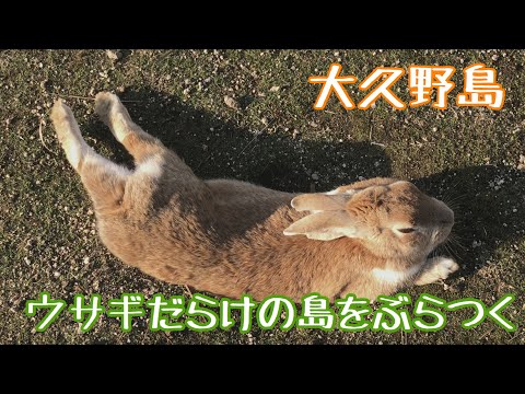 【大久野島】ウサギだらけの島をぶらつく