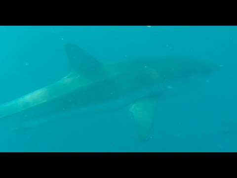 Large Shark - Offshore Rockingahm