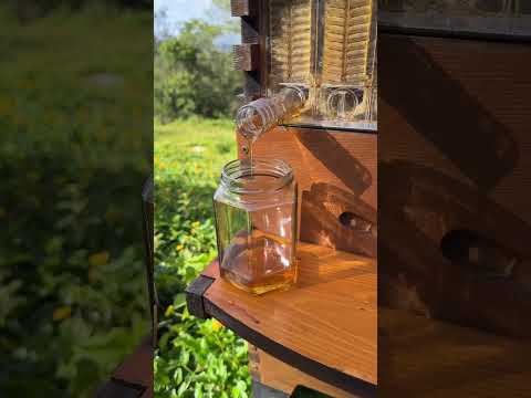 Honey harvest Flow Hive style