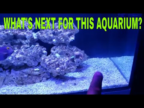 What's going on with the JBJ65 aquarium