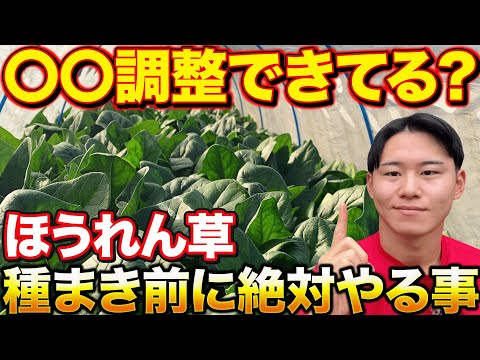 【成長が違う】ほうれん草種を蒔く前にこれだけはやれ！