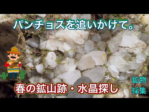 パンチョスを追いかけて～春の鉱山 水晶探し・前編　【鉱物採集】