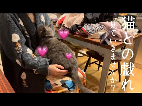 ((👗🐱))猫と一緒に洗濯物を畳むだけの動画