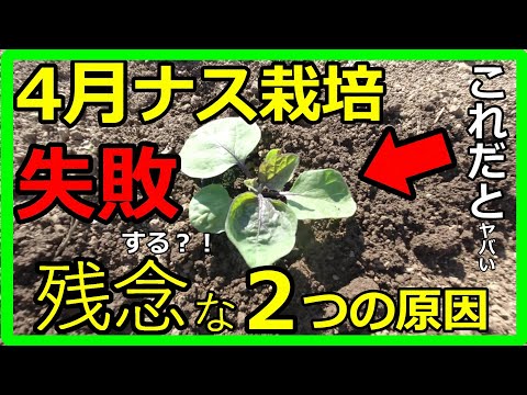 初心者でも大丈夫！ナスの栽培で失敗しない方法と定植タイミングの重要性！