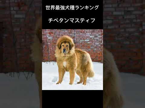 最強犬ランキング