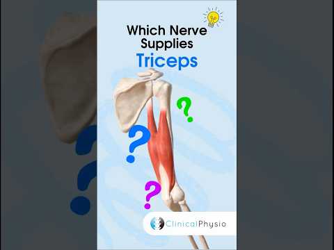 Triceps Nerve Supply #anatomy #physicaltherapy #physiotherapy #triceps #nerve