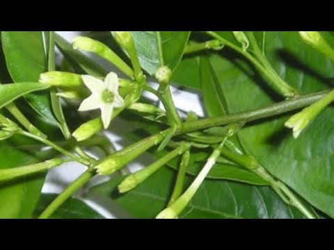 How to protect Raat ki Raani/Queen of Night plant from insects and pests