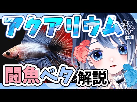 【アクアリウム 雑談】ベタ大好きVtuberが解説！どんなお魚？？🐟🫧┋チャプター付き┋ 【声優系Vtuber / 初雪セツナ】