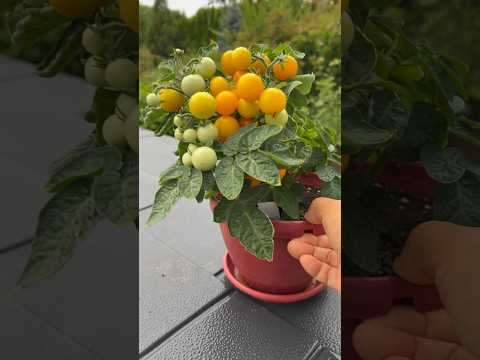 Orange hat tomato in a small pot橙色小番茄