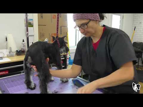 SEVERELY Matted SCHNAUZER Puppy UPDATE