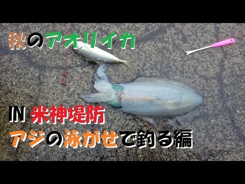 【簡単ウキ釣り】秋のアオリイカ小田原エリアを探る！