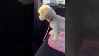 車が大の苦手な犬。病院に向かってるときにただ叫び続ける動画（笑）#shorts