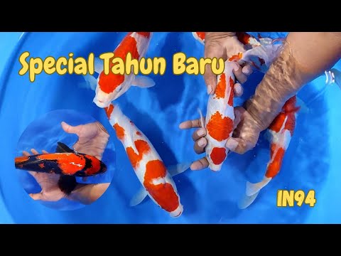 REVIEW IKAN KOI MURAH CAKEP HARGA GAK AKAN NYESAL BOSKU 👍  ( ARINOR KOI )