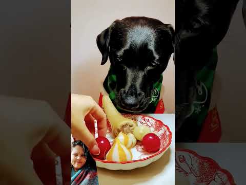 #mukbang #dog #eating #youtube #eatingshow #pets #youtubeshortsviral #ytshorts #youtuber