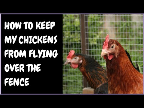 How To Keep My Chickens From Flying Over The Fence