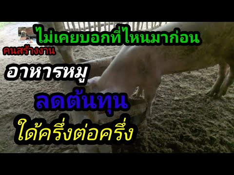 วิธีการลดต้นทุนค่าอาหารหมูใด้จริงครึ่งต่อครึ่งไม่เคยบอกที่ไหนมาก่อนที่นี้ที่เดียว EP78.