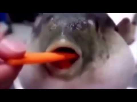 Pufferfish eating carrot 1 hour ( bass boosted )