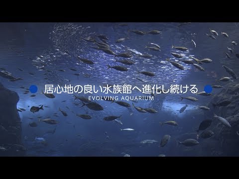 堀一久社長インタビュー　夜の水族館×プロジェクションマッピング「新江ノ島水族館」のV字回復要因は「ナイトワンダーアクアリウム」と“研究心”／SUPER CEO vol.26