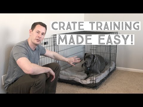 Great Dane Crate Training | Great Dane Care